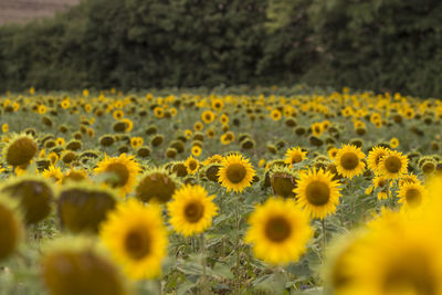 Close-up of yellow flowers blooming in field