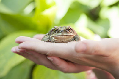 Close-up of hand holding lizard