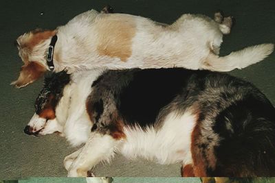Dogs on floor