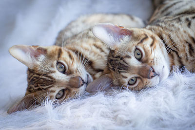 Close-up portrait of cats relaxing on bed