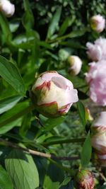 Close-up of pink flower