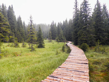 Footpath amidst pine trees