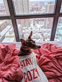 Close-up of dog on bed at home