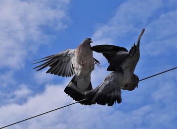 Low angle view of seagulls flying