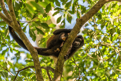 The howler monkey on a branch in the rainforest of panama