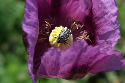 Close-up of honey bee on purple flowering plant