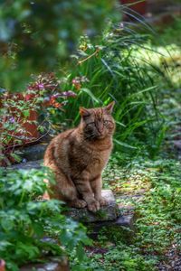 Portrait of cat sitting on grass