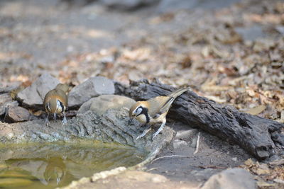 Close-up of birds on land