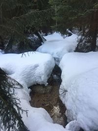 Snow covered plants and trees