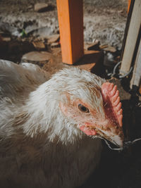 Close-up of a bird