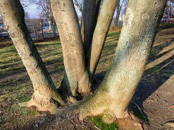 Trees in forest