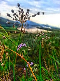 Close-up of flowers blooming in field