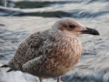Close-up of seagull on land