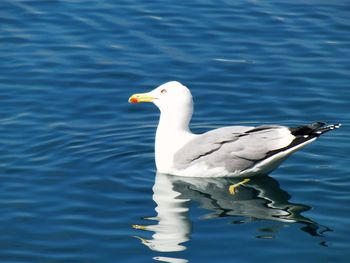 Close-up of swan swimming on lake