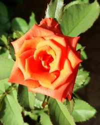 Close-up of red rose