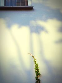 Close-up of plant against blurred background