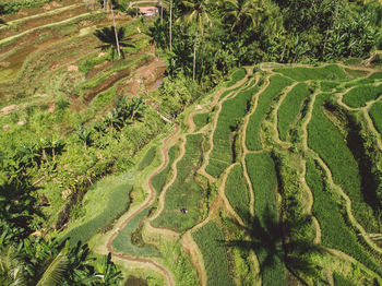 High angle view of agricultural field