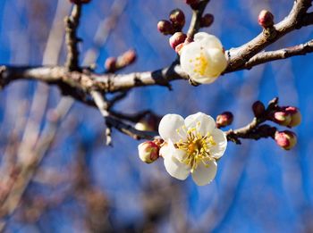 Close-up of cherry blossoms in spring