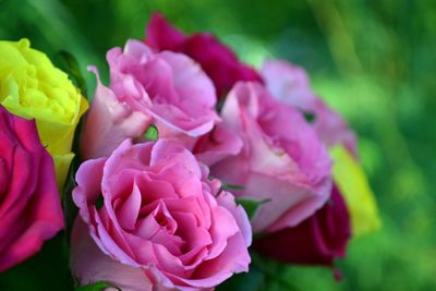 Close-up of pink flowers blooming outdoors