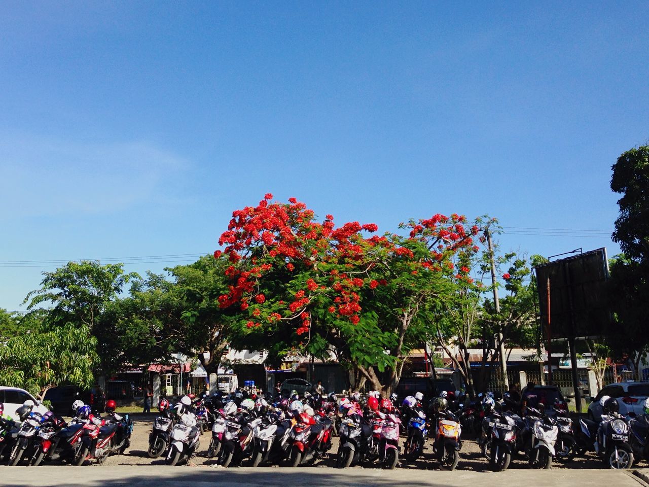 land vehicle, bicycle, tree, clear sky, transportation, mode of transport, flower, blue, copy space, sky, men, car, large group of people, parked, parking, growth, lifestyles, stationary, day