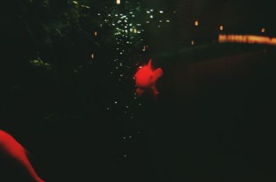 Close-up of fish swimming underwater