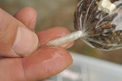 Close-up of flowers