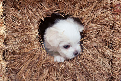 High angle view of a dog