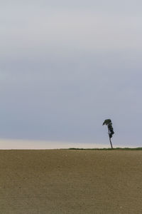 View of bird on land against the sky