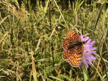 Close-up of butterfly pollinating on flower