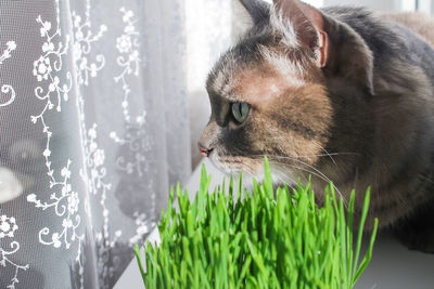 Domestic gray striped cat sits on the window next to the green juicy grass.