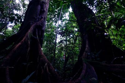 Low angle view of trees in forest