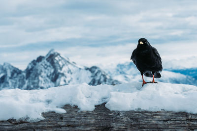 Bird perching on snow covered mountain against sky