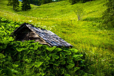 House amidst trees on field