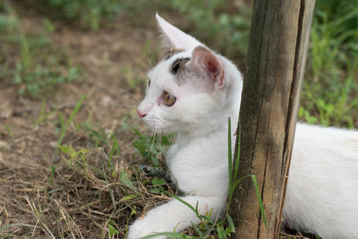 White cat looking away on field