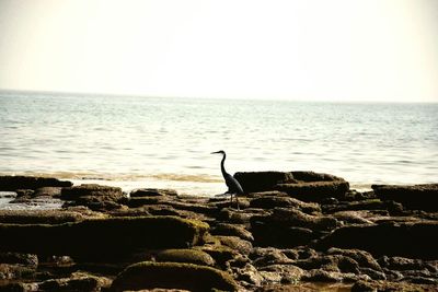 Bird on beach against sea