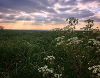 Close-up of flowers growing on field against sky