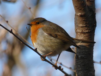 Close-up of bird perching on tree