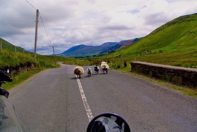 Rear view of sheep running on road against sky