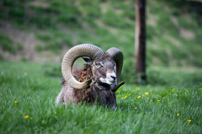 Sheep grazing on field