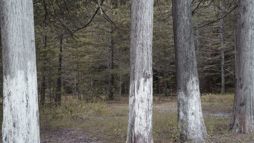 Trees in forest