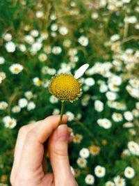 Close-up of hand holding flowering plant