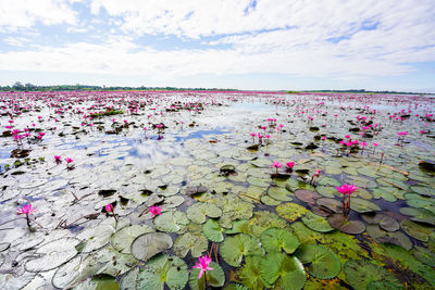 Pink water lily in lake against sky