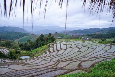 Scenic view of agricultural landscape against sky