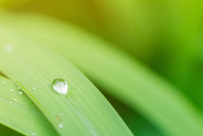 Close-up of raindrops on green leaves