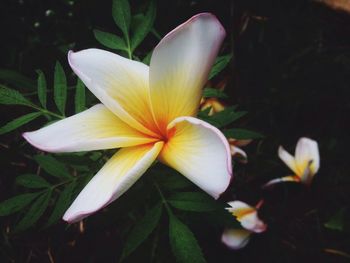 Close-up of day lily blooming outdoors