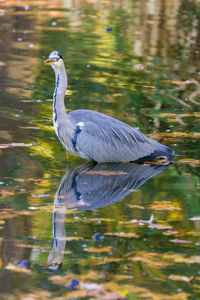 Bird in a lake