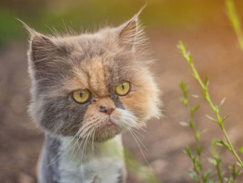 Close-up portrait of cat by window