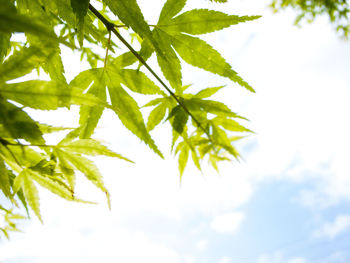 Low angle view of leaves against sky