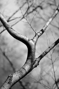 branch