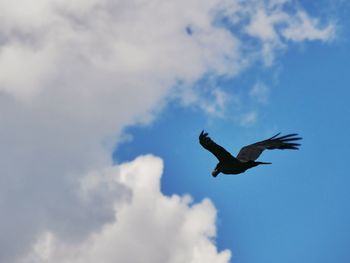 Low angle view of bird carrying egg against sky